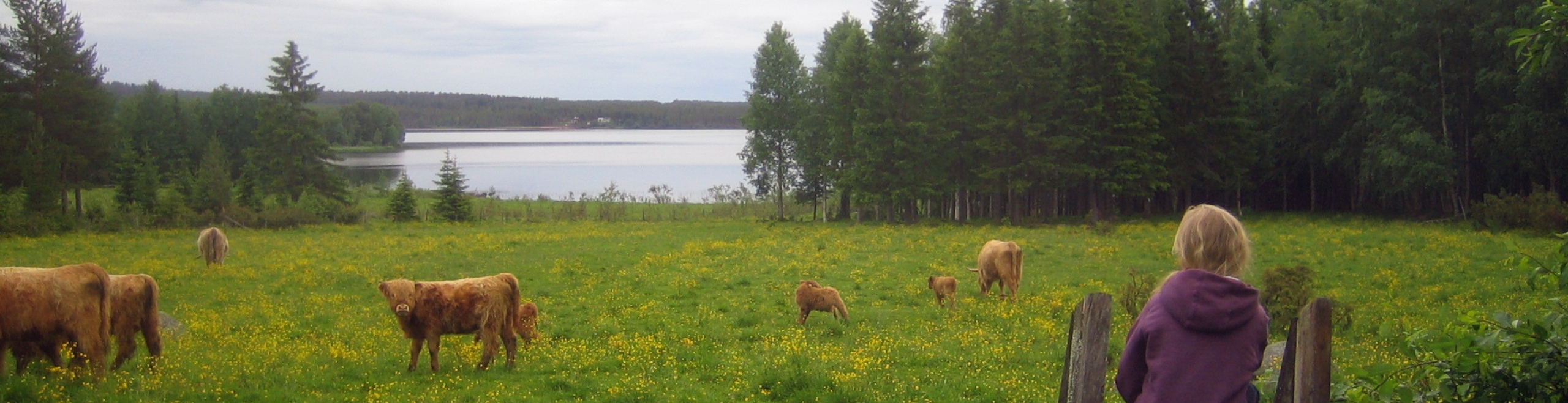Sommar i Storträsk med Helenes Sleddogs