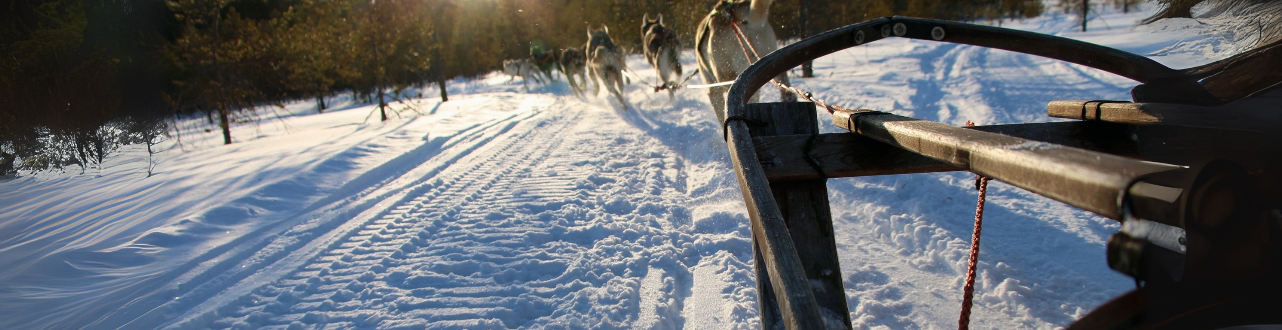 Hundsläde med Helenes Sleddogs