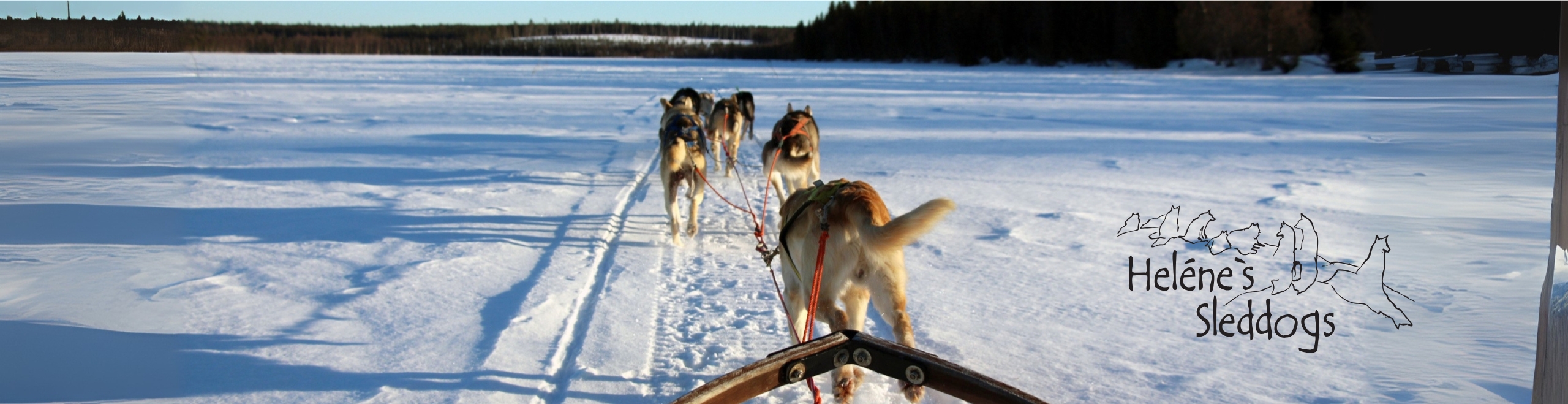 Slädhundar med Helenes Sleddogs