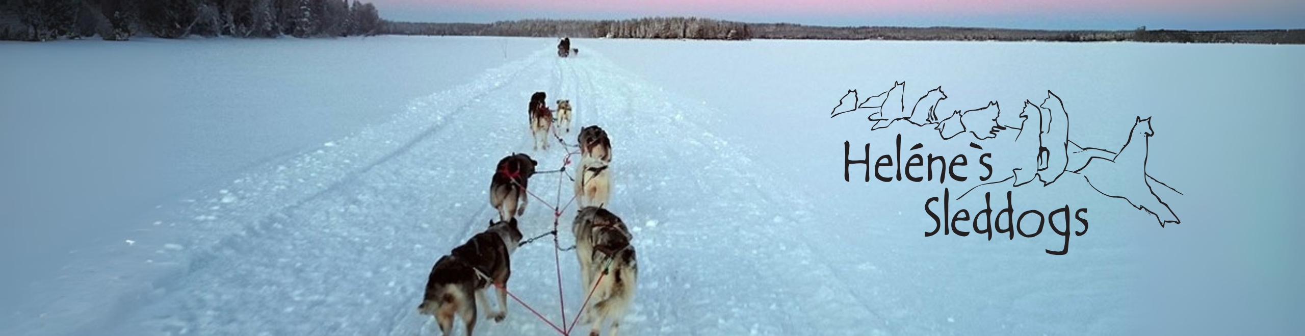 Slädhundar med Helenes Sleddogs