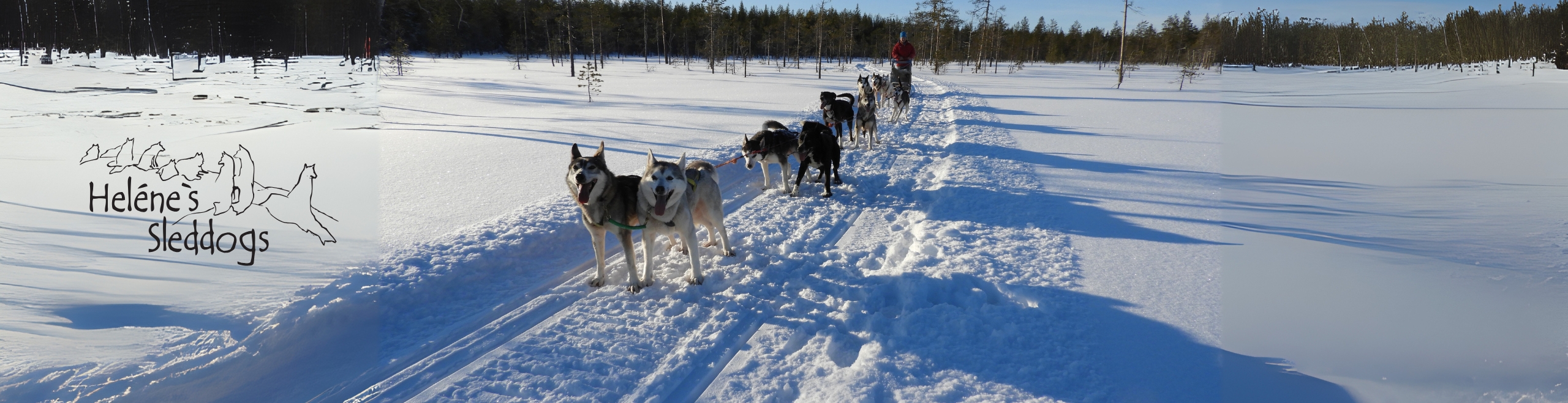 Slädhundar med Helenes Sleddogs