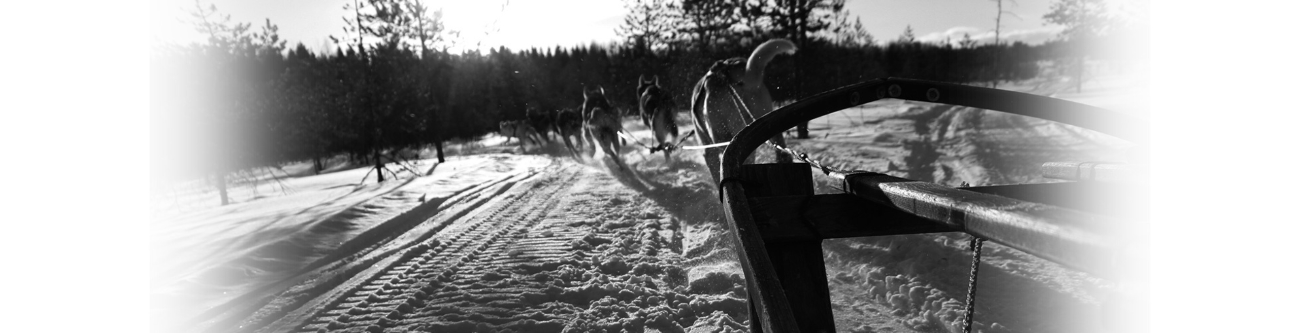 Boende i Storträsk med Helenessleddogs